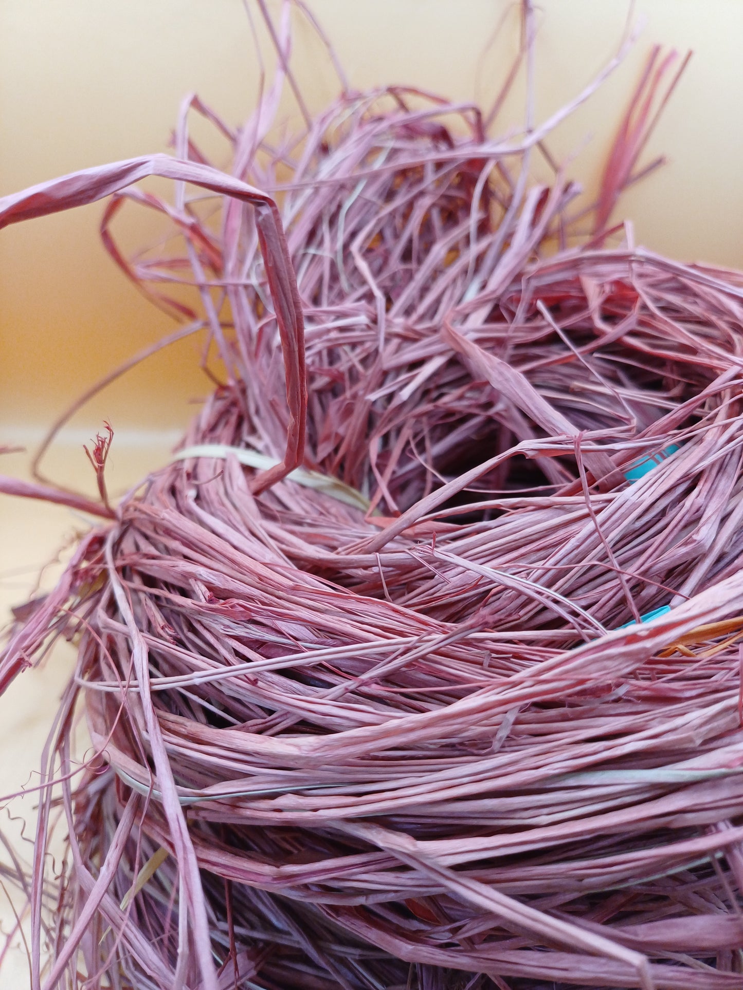 Nutmeg Bird Nest