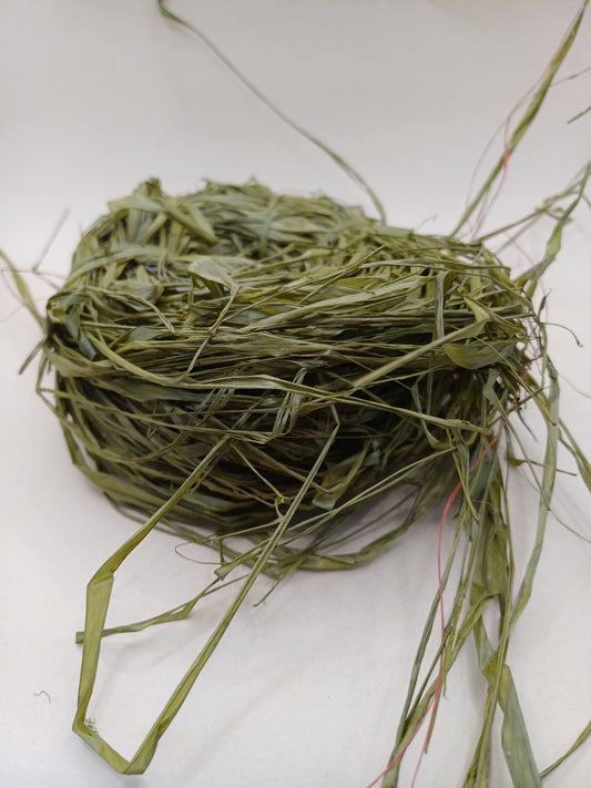 Avocado Bird Nest